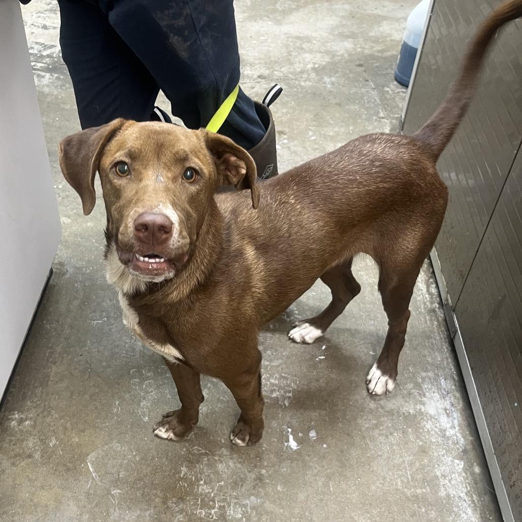 Enlarge Angela, a Adoptable Chocolate Labrador Retriever in Clanton, AL image 1/1