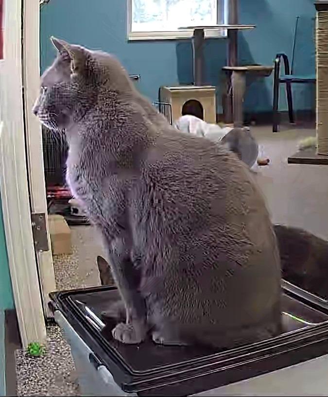 Gracie, Adoptable, Senior Female Domestic Short Hair.