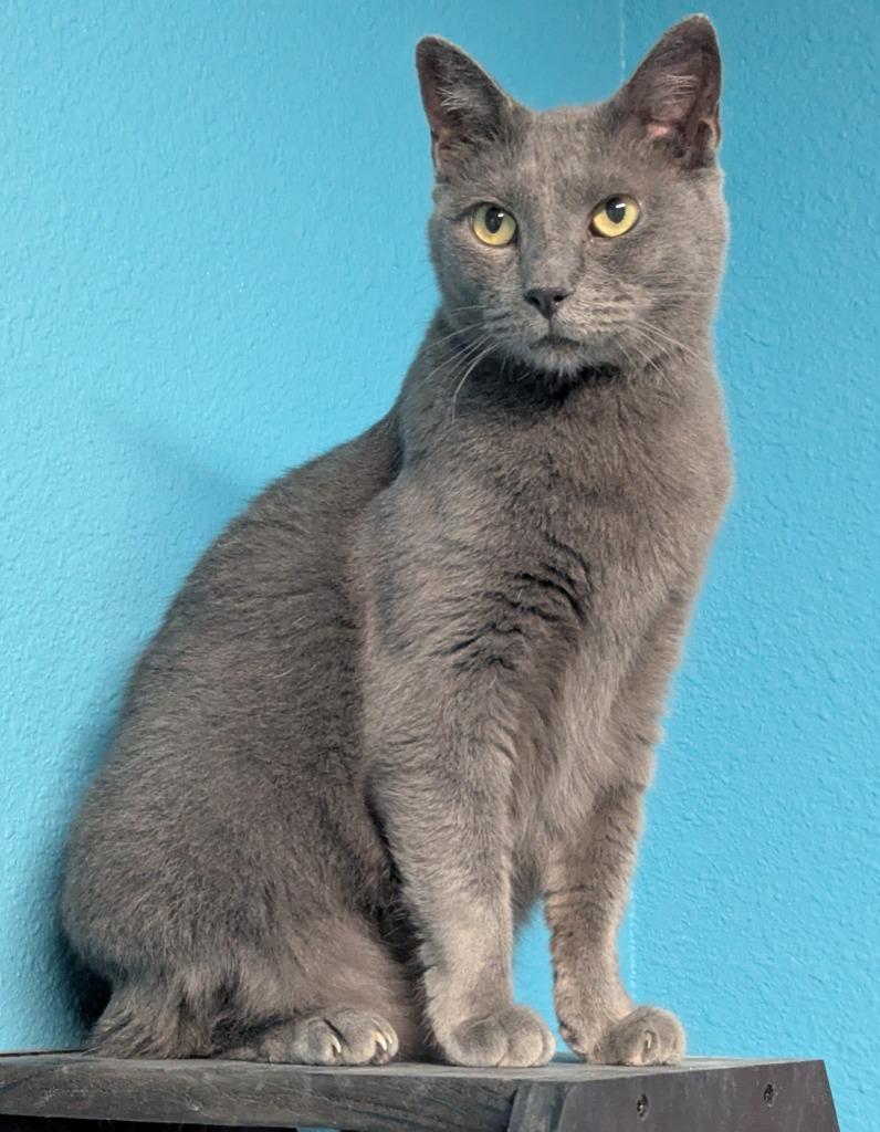 Enlarge Gracie, a Adoptable mixed breed in Magnolia, TX image 6/6