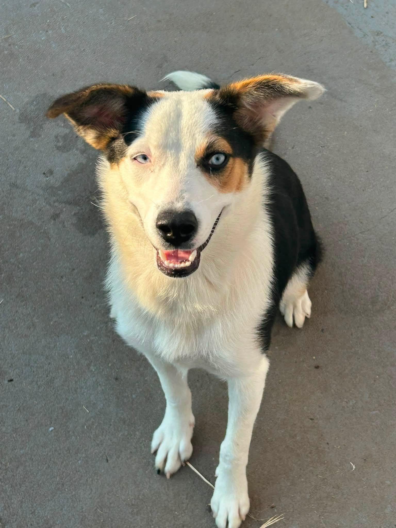 Enlarge Brenda, a Adoptable mixed breed in Prichard, AL image 1/1