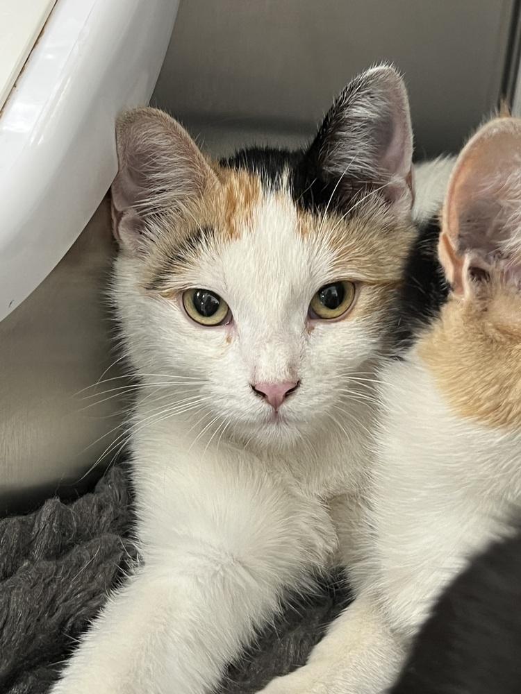 Bun Bun, Adoptable, Young Female Domestic Short Hair.