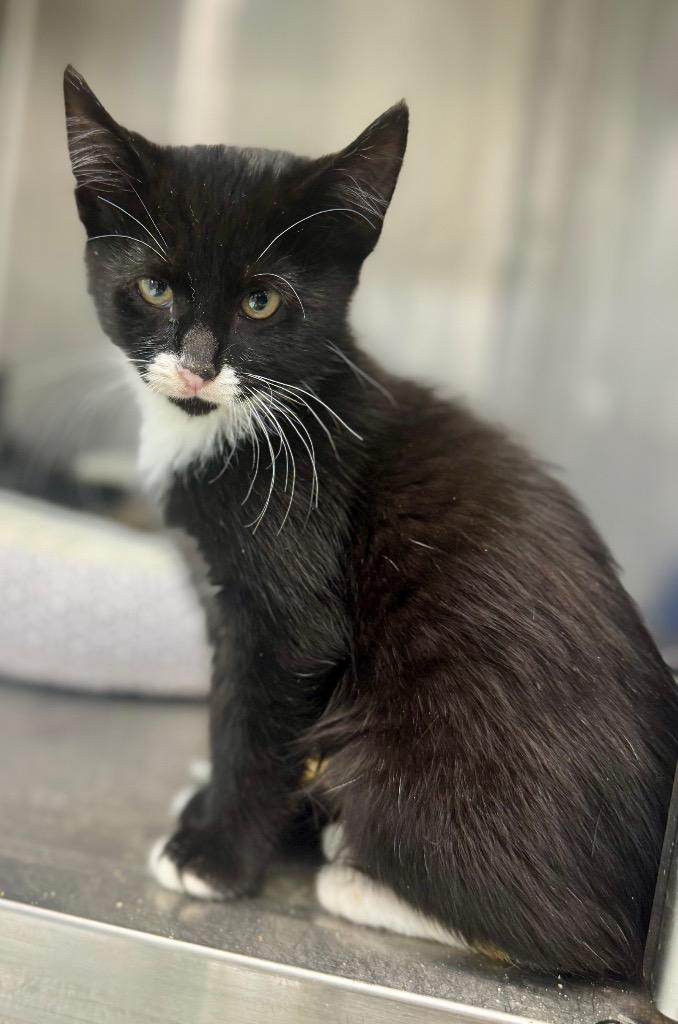 Ellis, Adoptable, Kitten Male Domestic Short Hair.