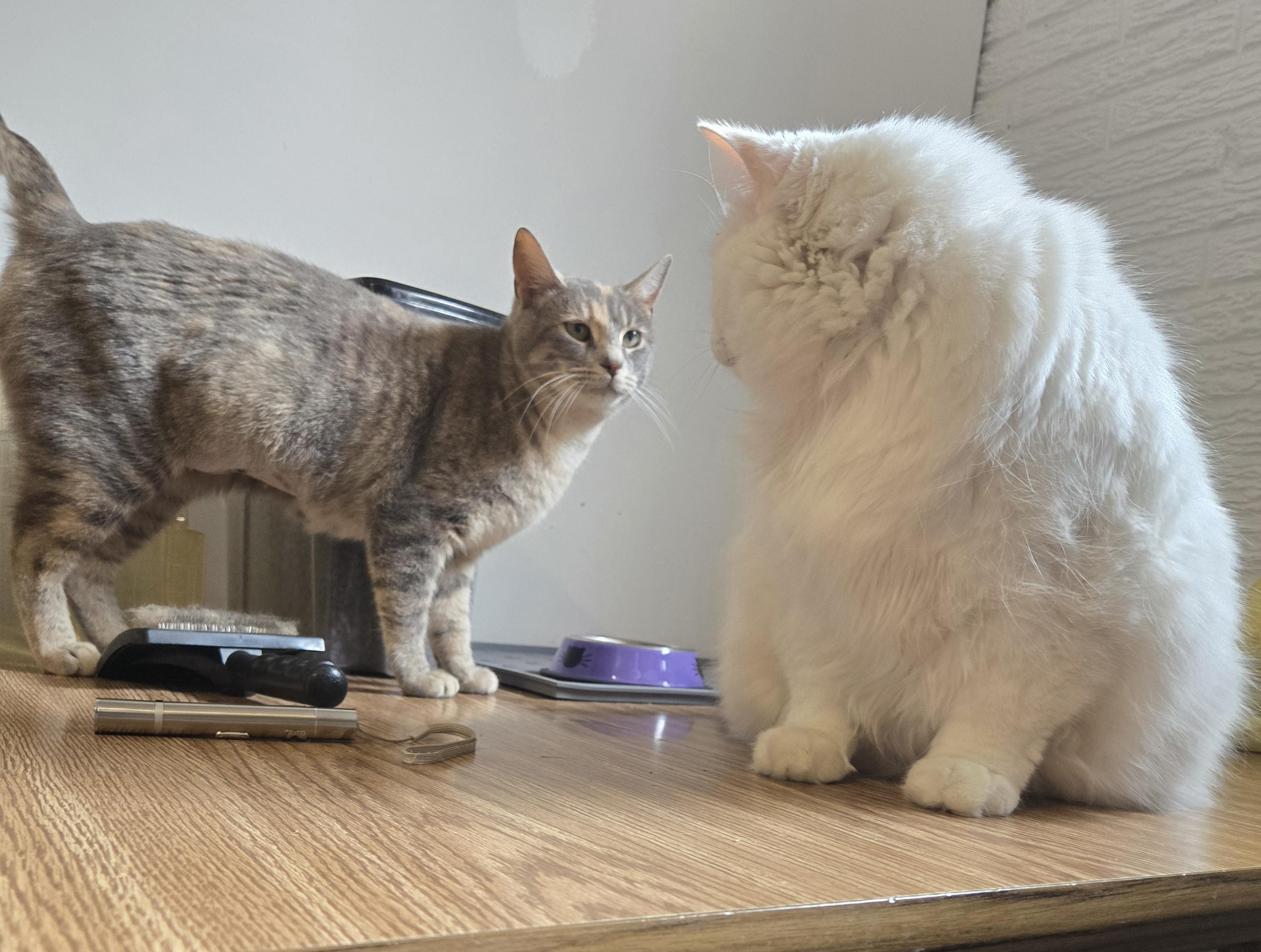 Enlarge Fog, a hold Domestic Short Hair in Lincoln, NE image 2/6