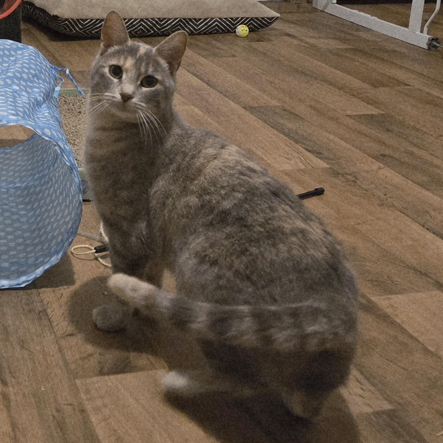 Enlarge Fog, a hold Domestic Short Hair in Lincoln, NE image 4/6