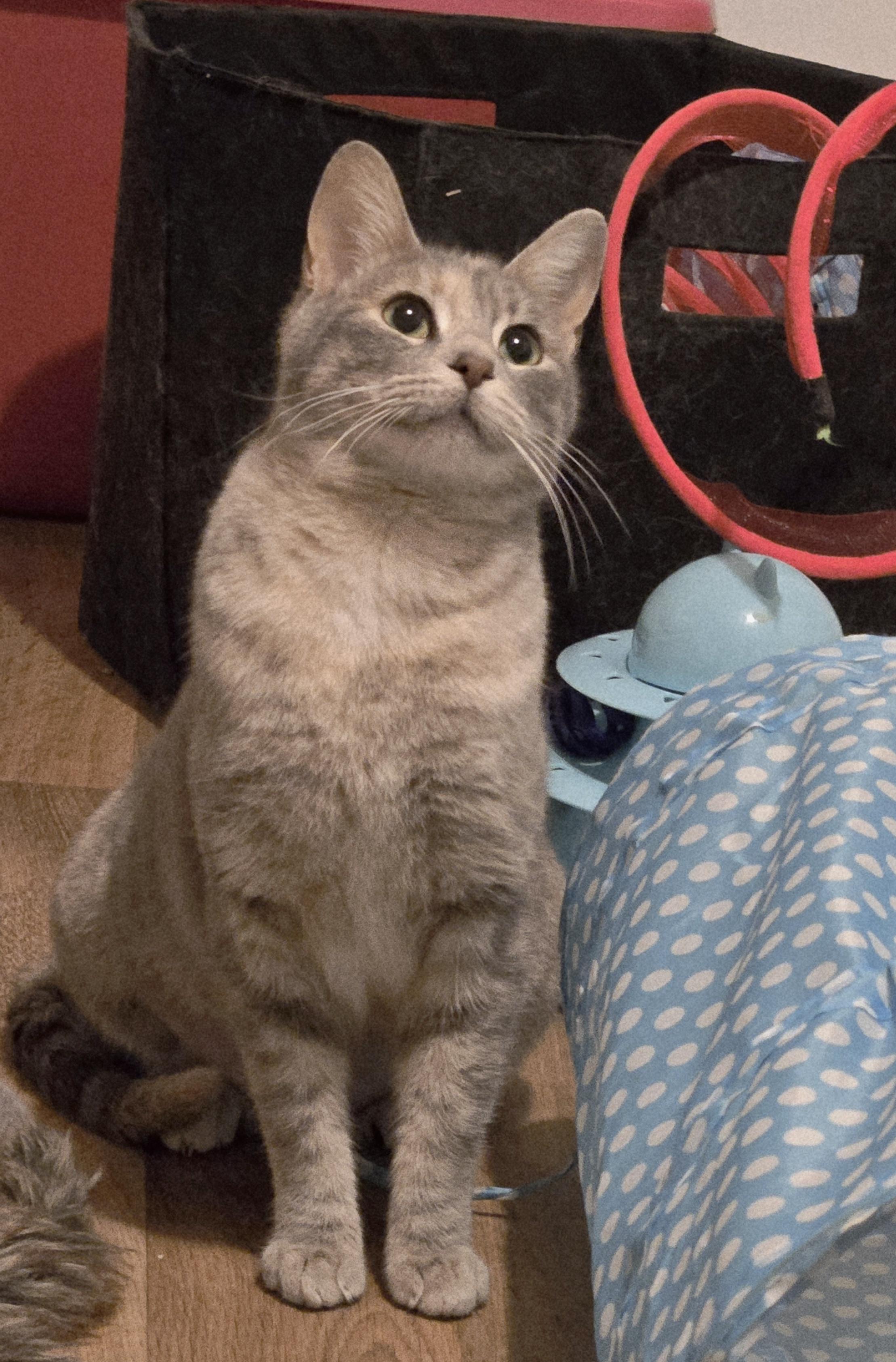 Enlarge Fog, a hold Domestic Short Hair in Lincoln, NE image 6/6