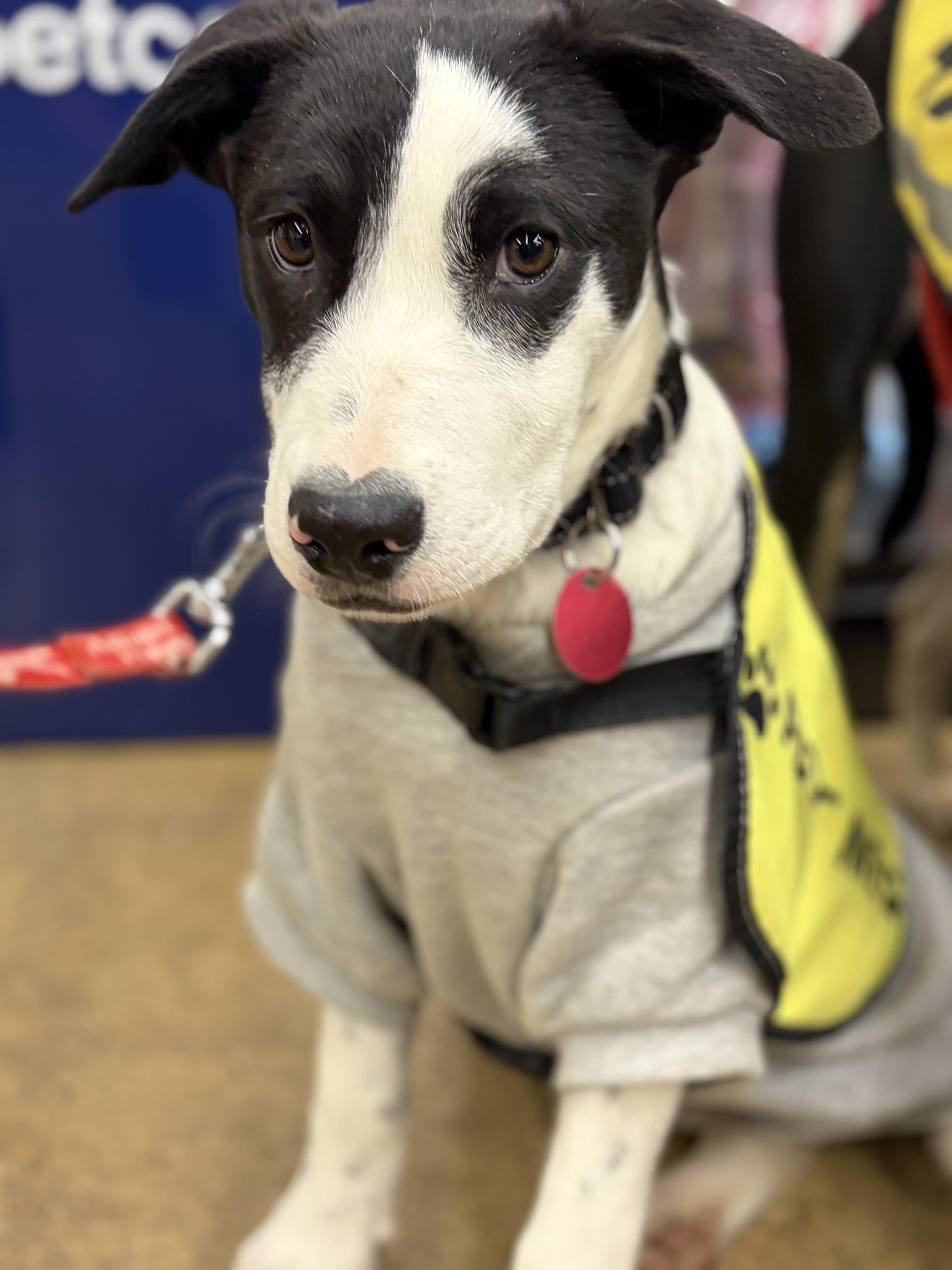 Shay, a Adoptable mixed breed in New York, NY image 4/4