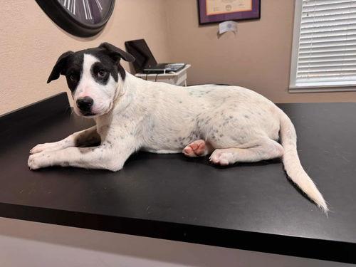 Shay, a Adoptable mixed breed in New York, NY image 3/4