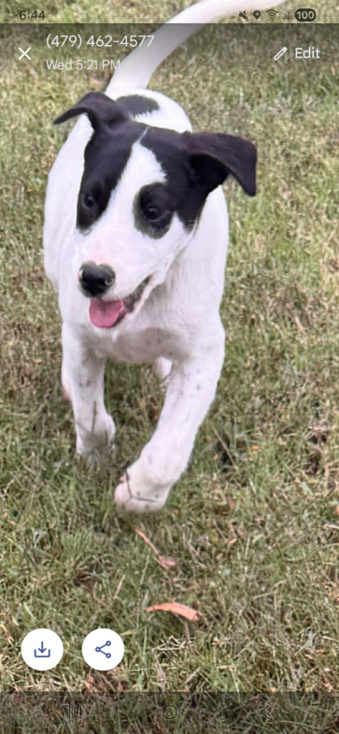 Shay, a Adoptable mixed breed in New York, NY image 2/4