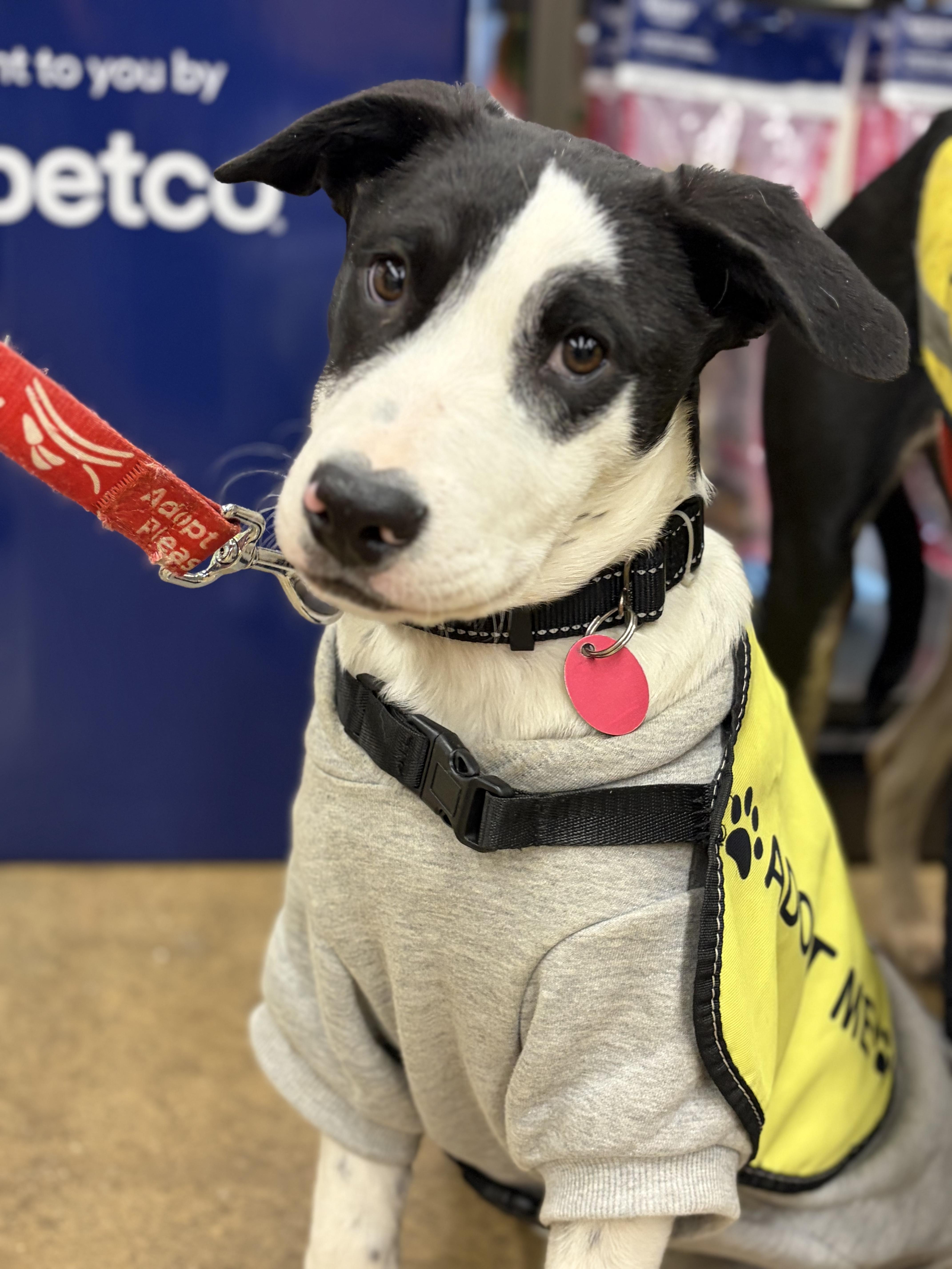 Shay, a Adoptable mixed breed in New York, NY image 1/4