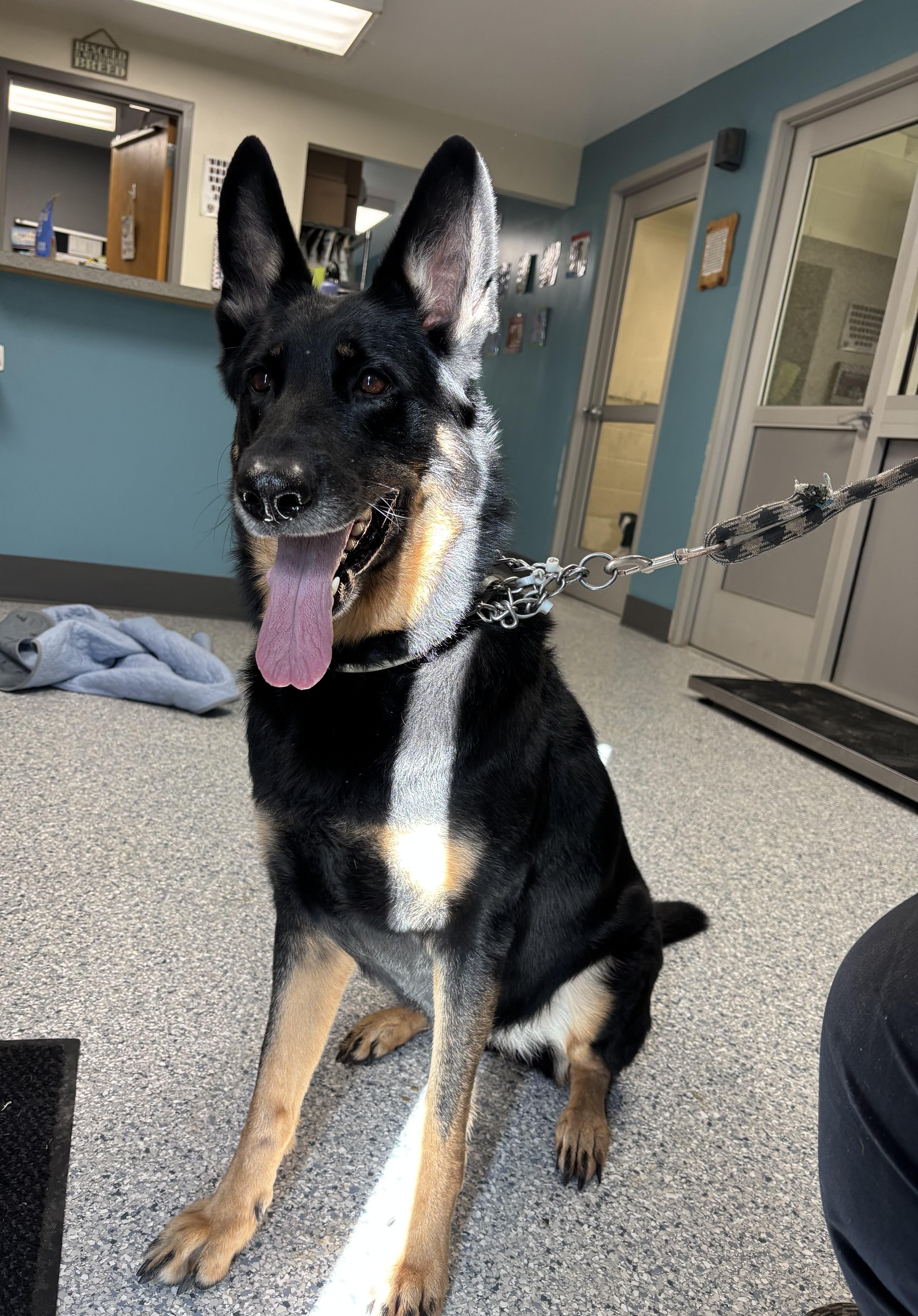 Morticia, Adoptable, Adult Female German Shepherd Dog.