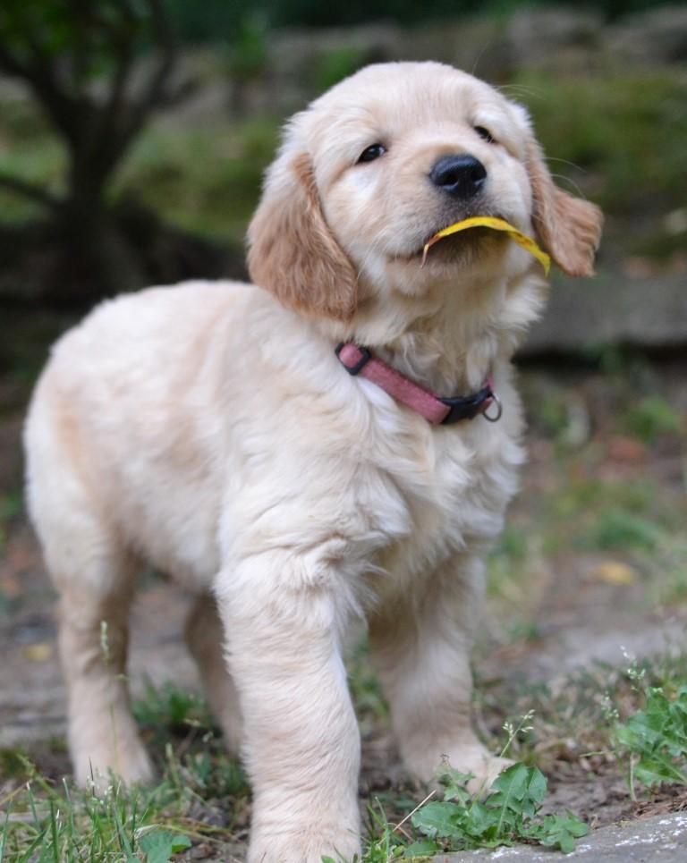 Enlarge Lacey, a Adoptable Golden Retriever in White Plains, NY image 1/5