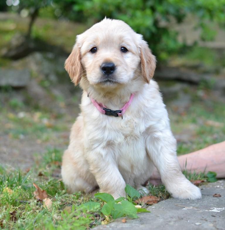 Enlarge Lacey, a Adoptable Golden Retriever in White Plains, NY image 3/5