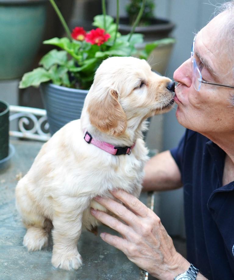 Enlarge Lacey, a Adoptable Golden Retriever in White Plains, NY image 4/5