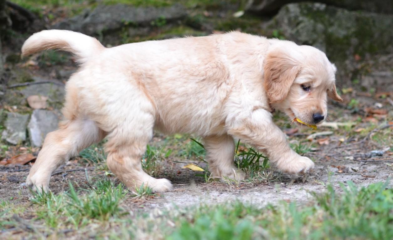 Enlarge Lacey, a Adoptable Golden Retriever in White Plains, NY image 2/5