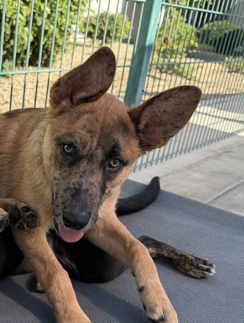 Enlarge Larry, a Adoptable mixed breed in Hollister, CA image 2/2