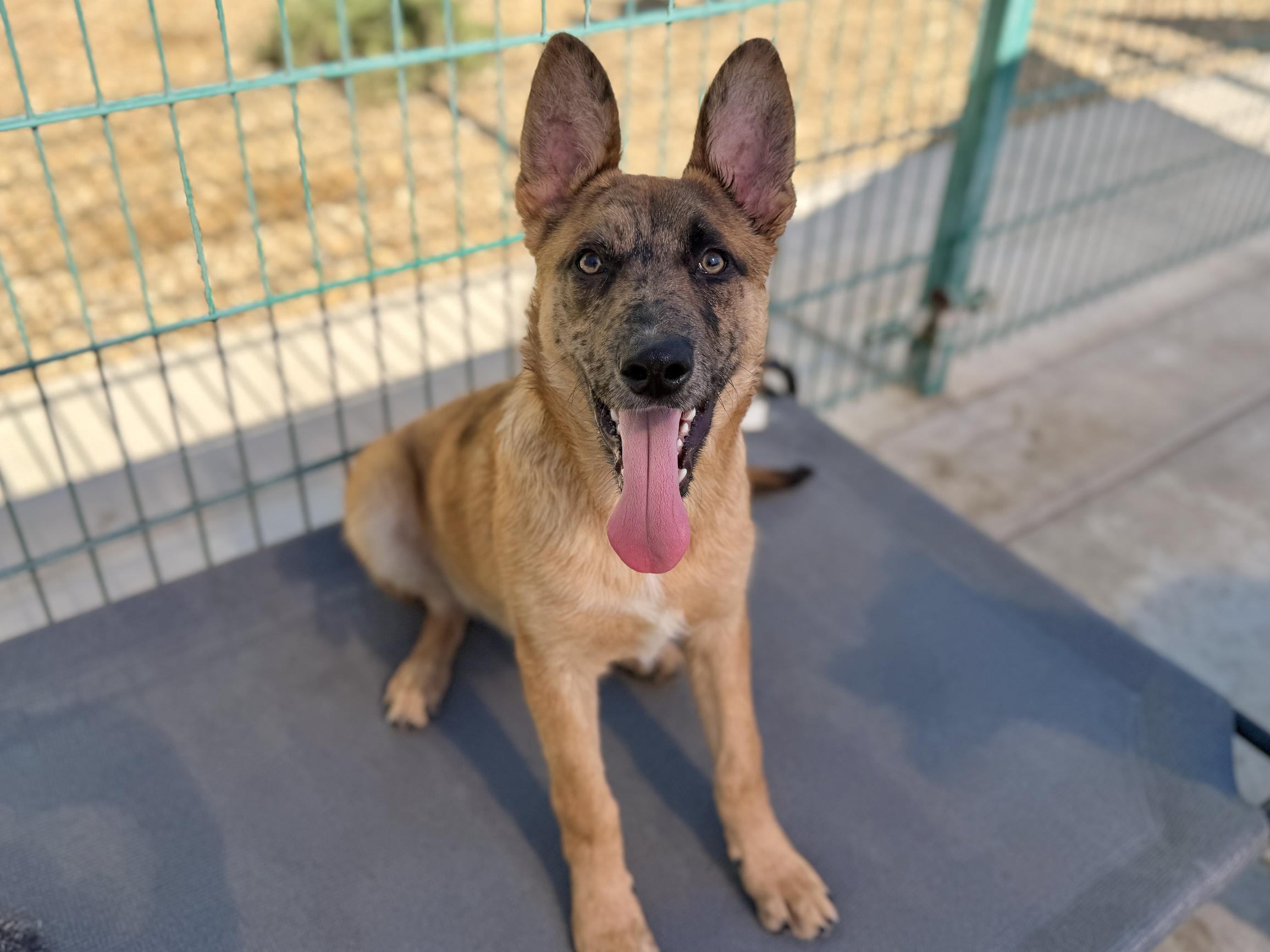Enlarge Larry, a Adoptable mixed breed in Hollister, CA image 1/2