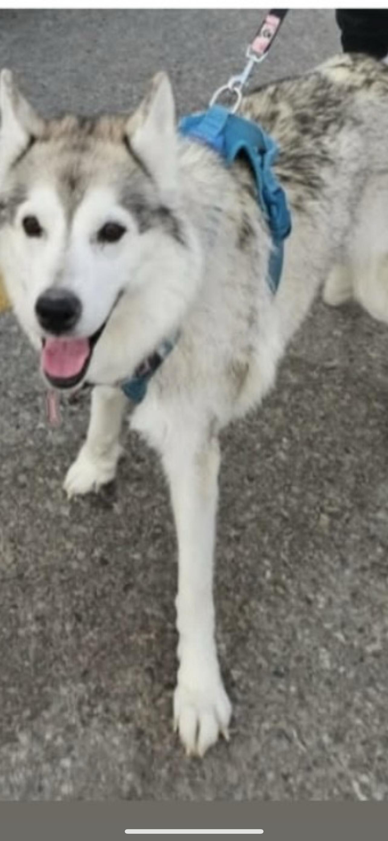 Nouka, Adoptable, Senior Female Siberian Husky.