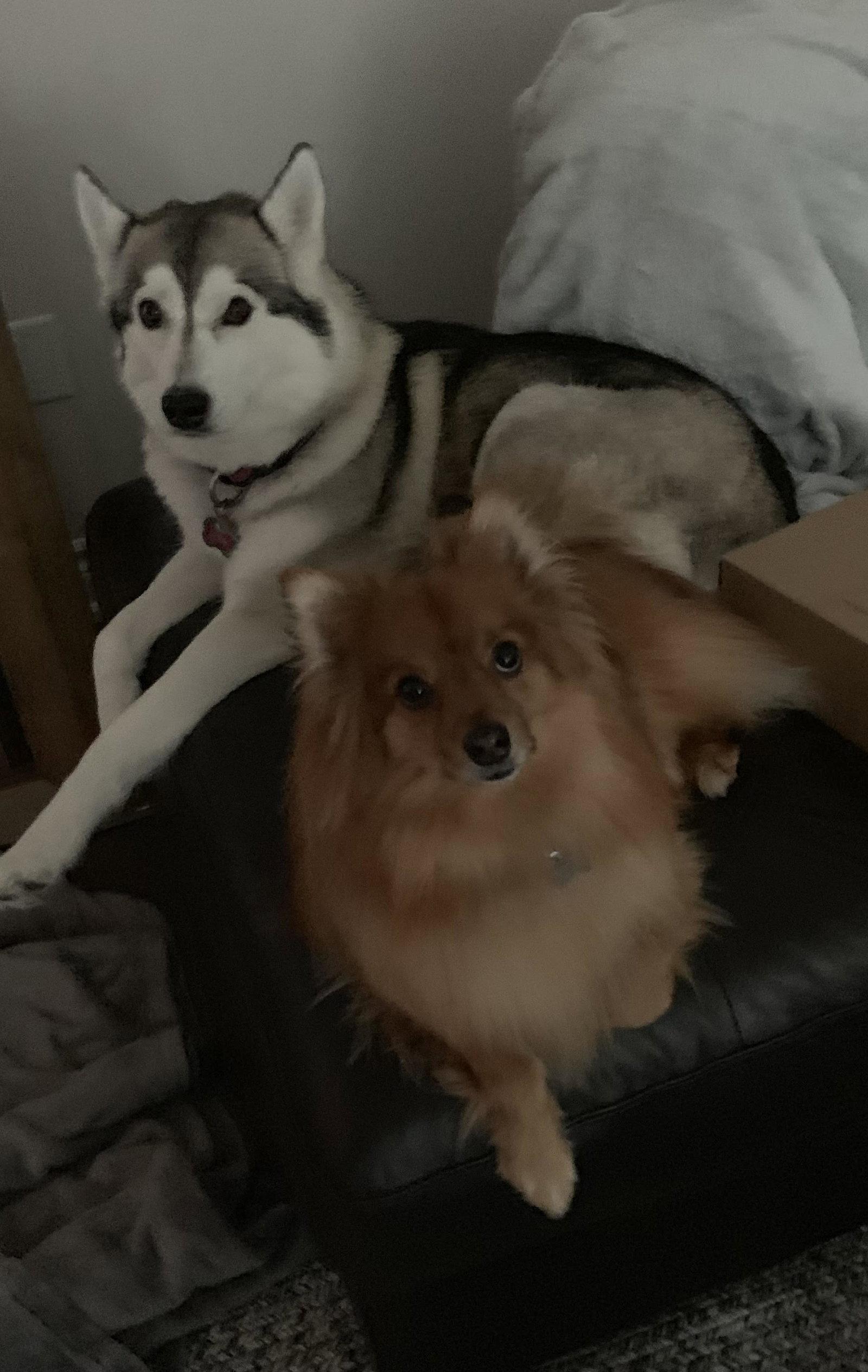 Enlarge Nouka, a Adoptable Siberian Husky in Etobicoke, ON image 2/2