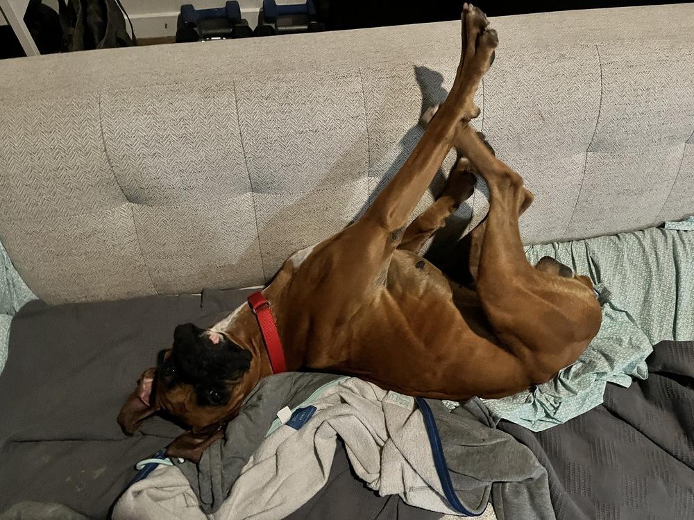 Pace, a Adoptable Boxer in Hewitt, TX image 2/6