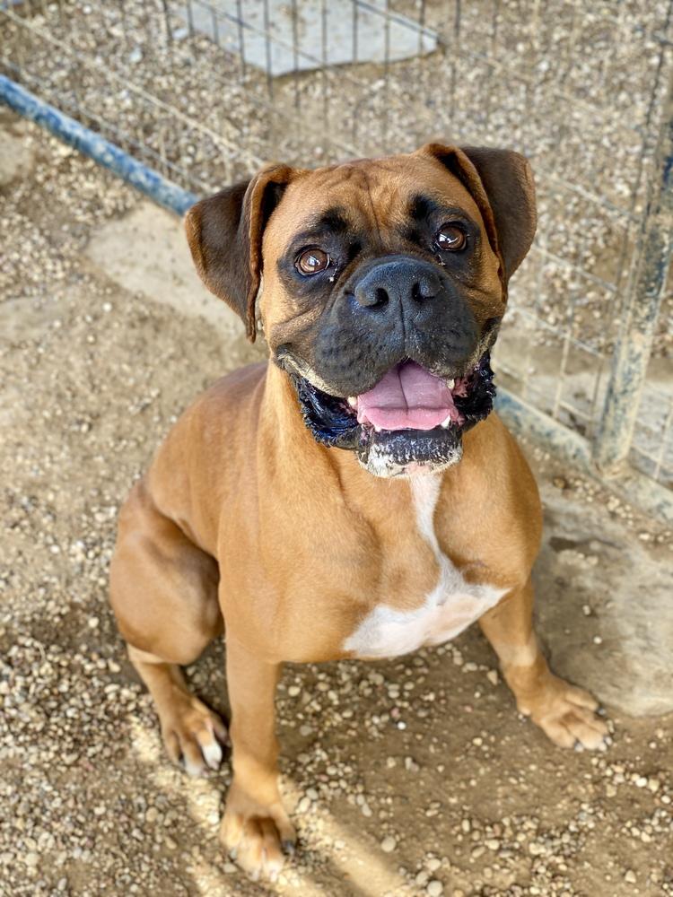 Pace, a Adoptable Boxer in Hewitt, TX image 3/6