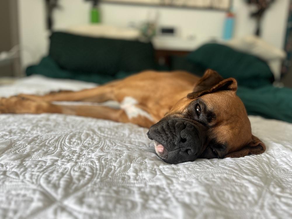 Pace, a Adoptable Boxer in Hewitt, TX image 4/6