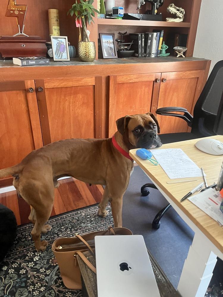 Pace, a Adoptable Boxer in Hewitt, TX image 5/6