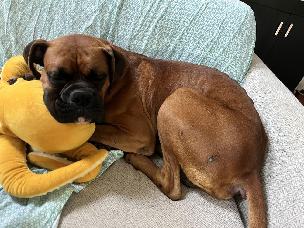 Pace, a Adoptable Boxer in Hewitt, TX image 6/6