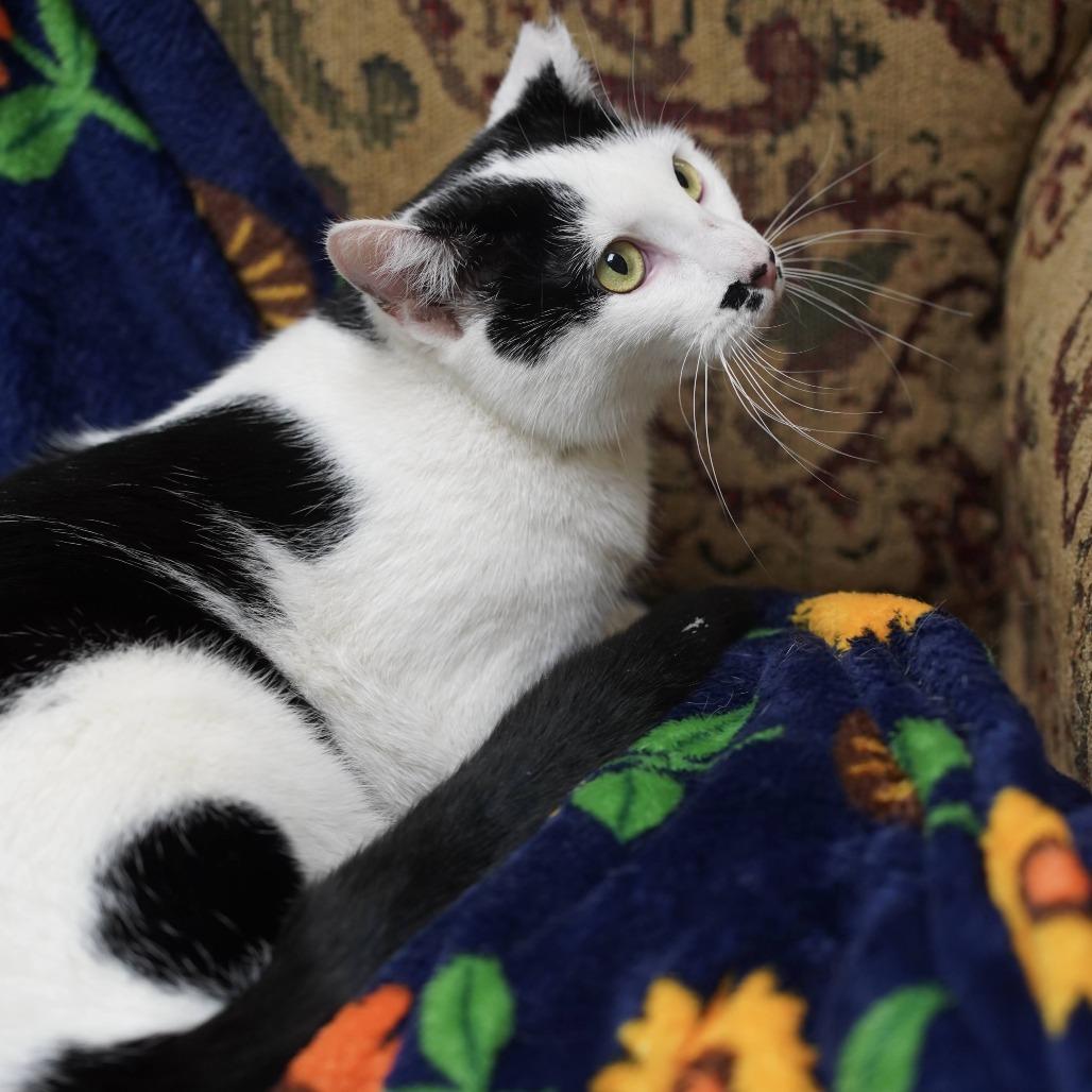 Enlarge Josie, a Adoptable Domestic Short Hair in Naperville, IL image 1/4