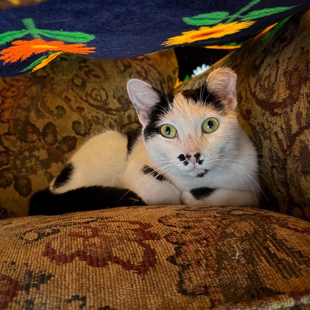 Enlarge Josie, a Adoptable Domestic Short Hair in Naperville, IL image 3/4