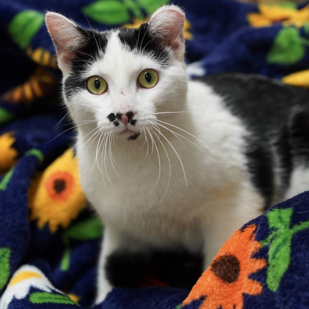 Enlarge Josie, a Adoptable Domestic Short Hair in Naperville, IL image 4/4