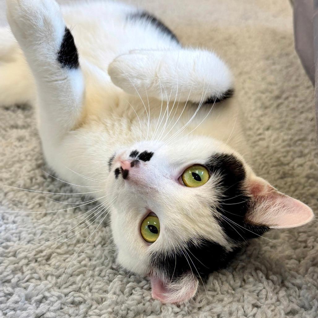 Enlarge Josie, a Adoptable Domestic Short Hair in Naperville, IL image 4/6