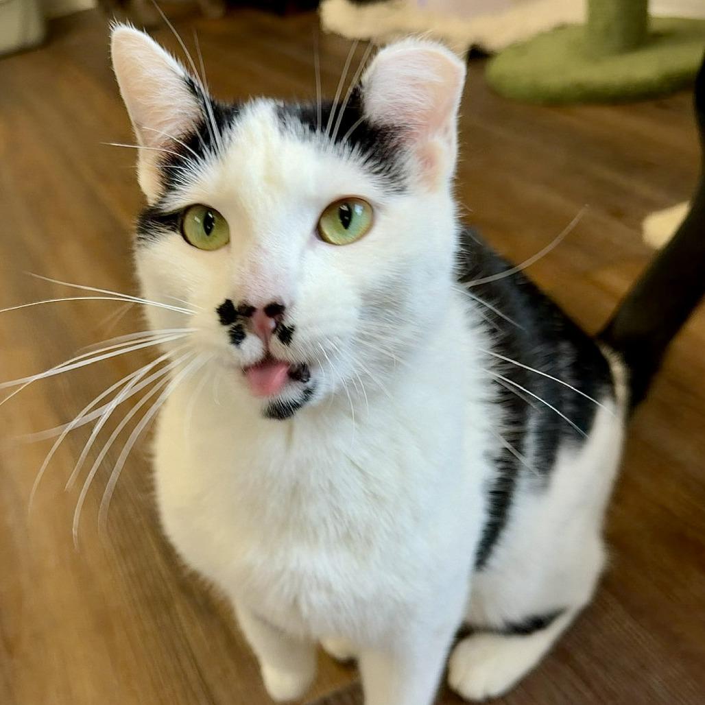 Enlarge Josie, a Adoptable Domestic Short Hair in Naperville, IL image 5/6