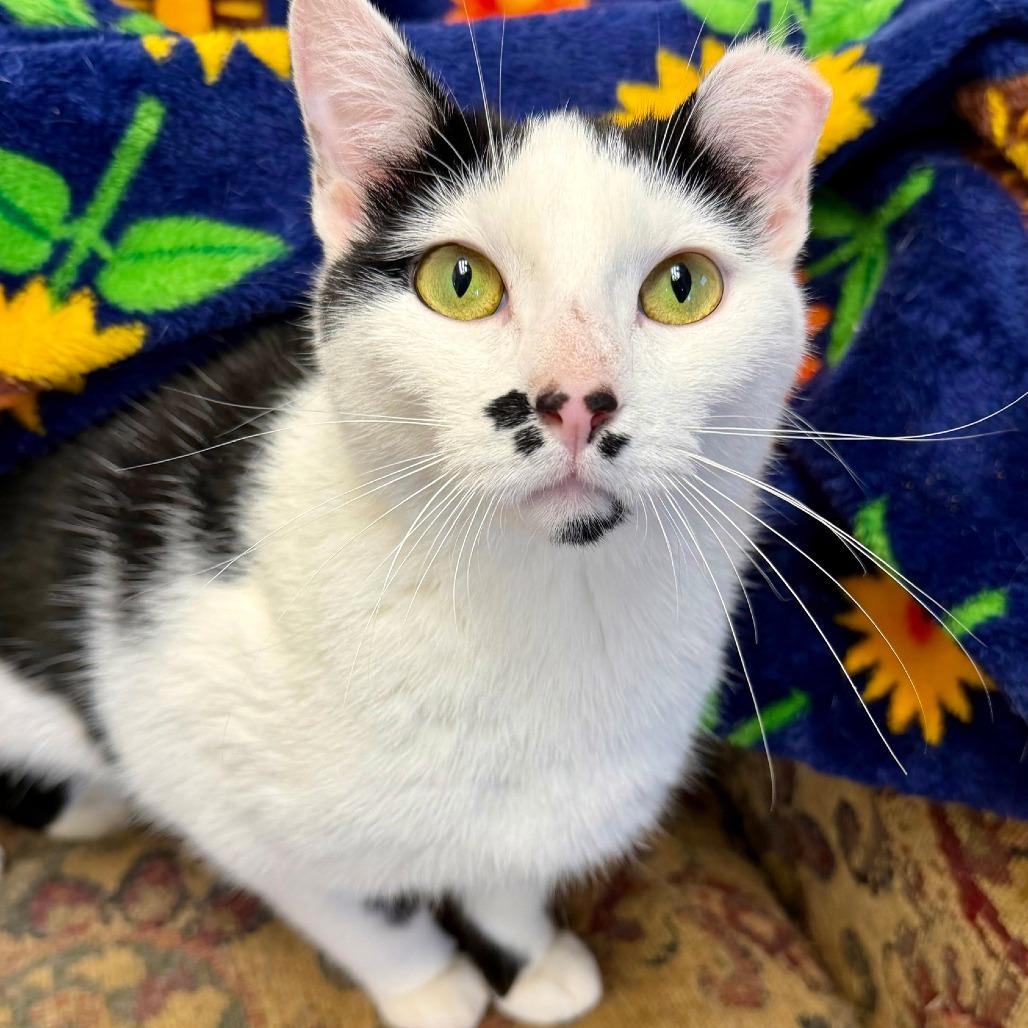 Enlarge Josie, a Adoptable Domestic Short Hair in Naperville, IL image 6/6