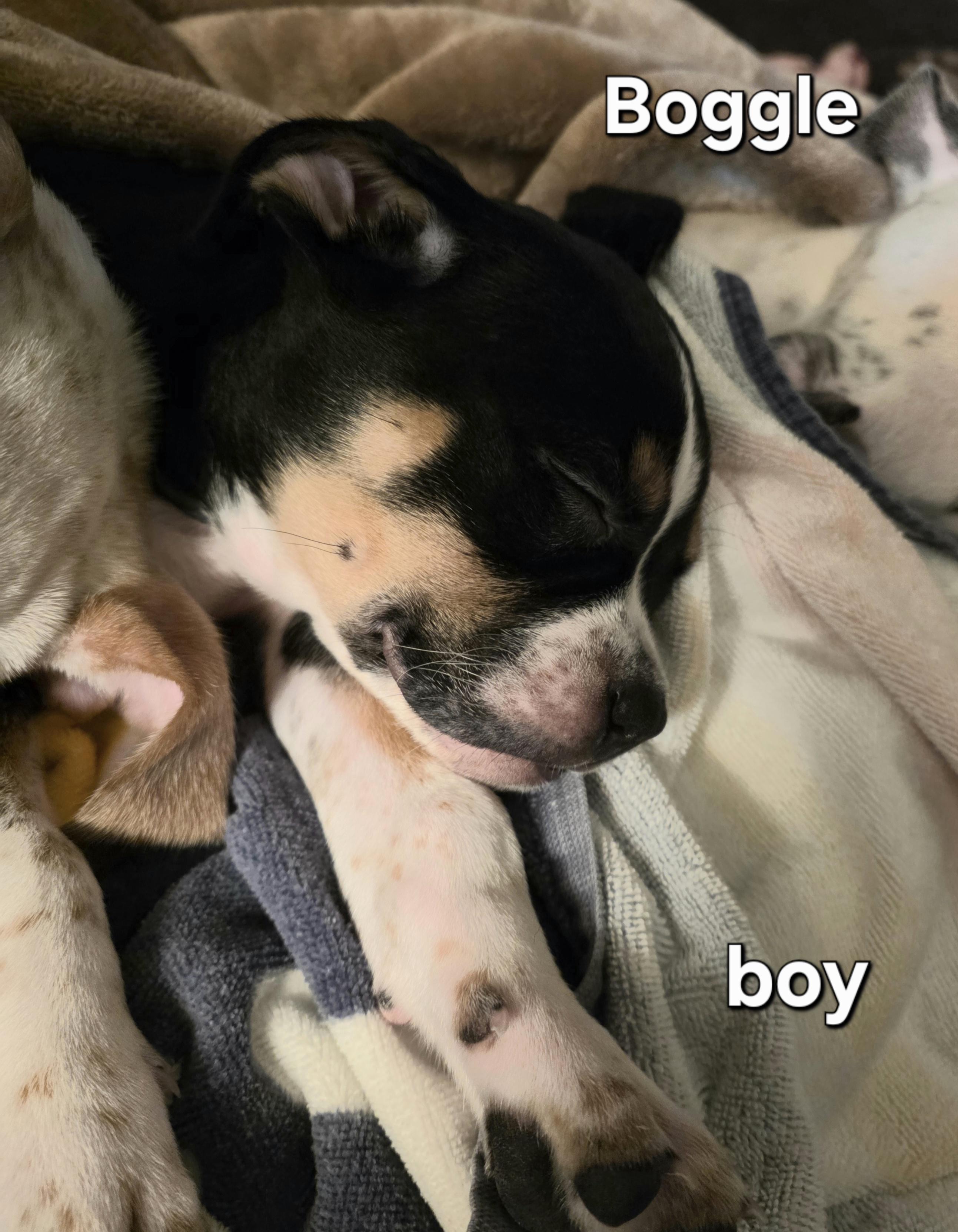 Enlarge Boggle, a Adoptable mixed breed in St. Clair Shores, MI image 2/5