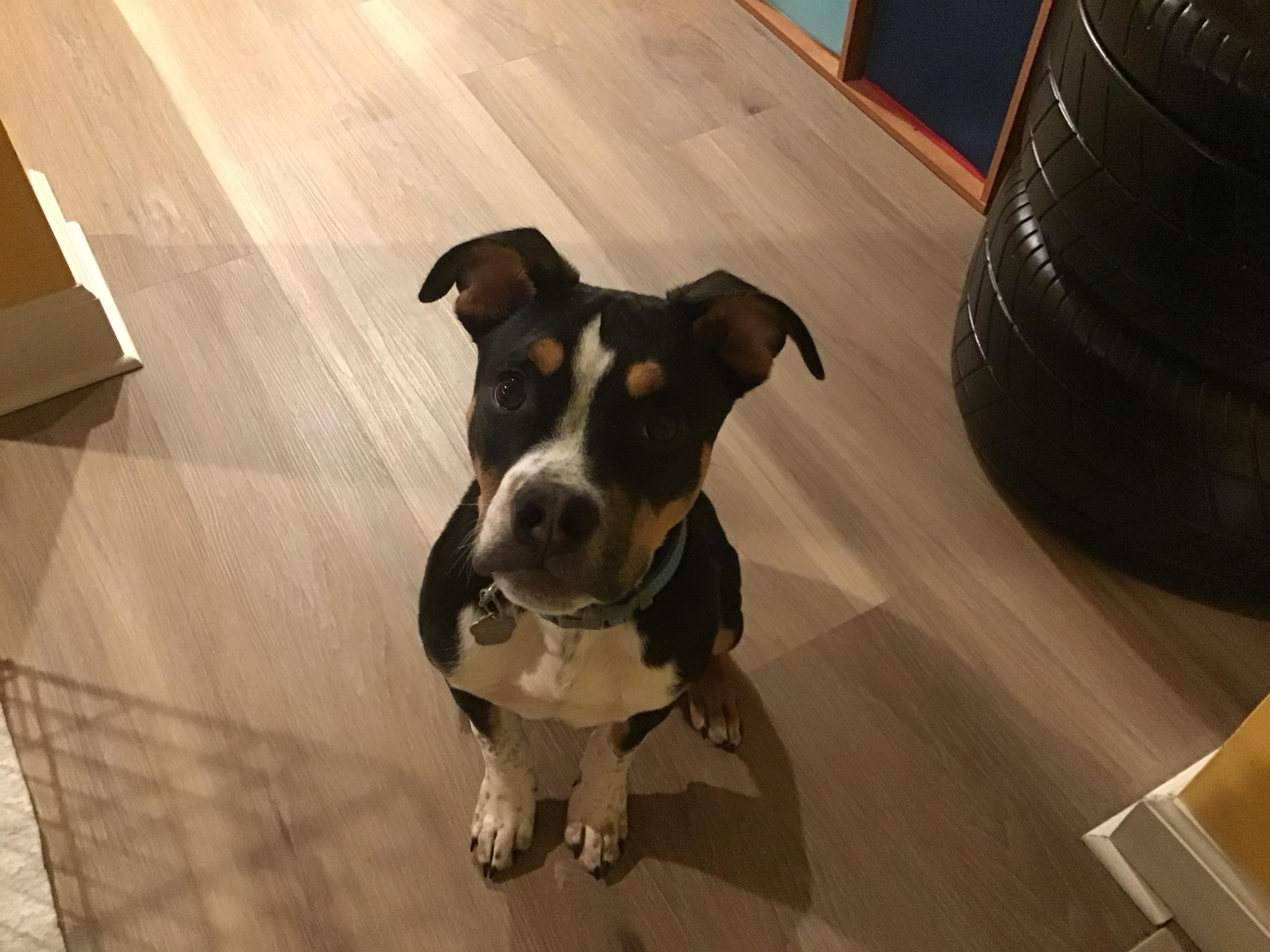 Enlarge Boggle, a Adoptable mixed breed in St. Clair Shores, MI image 4/4