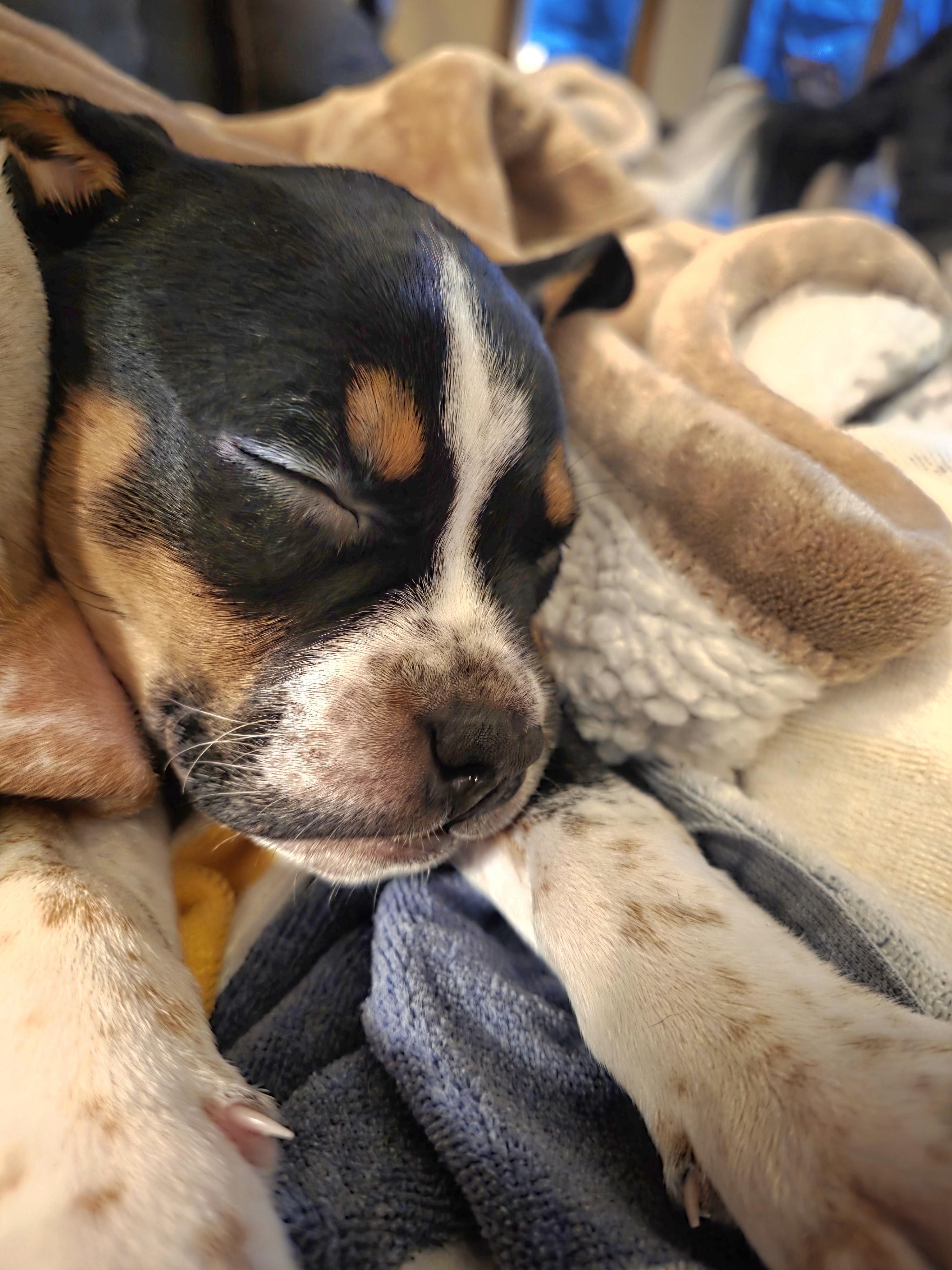 Enlarge Boggle, a Adoptable mixed breed in St. Clair Shores, MI image 5/5