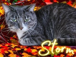 Enlarge Storm, a Adoptable mixed breed in Jim Thorpe, PA image 1/6