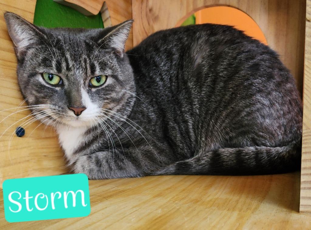 Enlarge Storm, a Adoptable mixed breed in Jim Thorpe, PA image 3/6