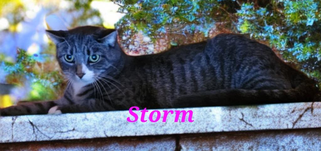 Enlarge Storm, a Adoptable mixed breed in Jim Thorpe, PA image 5/6