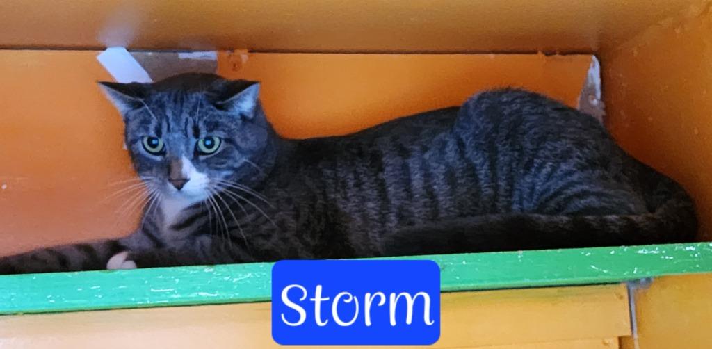 Enlarge Storm, a Adoptable mixed breed in Jim Thorpe, PA image 5/6