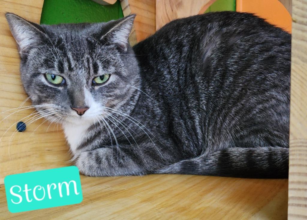 Enlarge Storm, a Adoptable mixed breed in Jim Thorpe, PA image 6/6