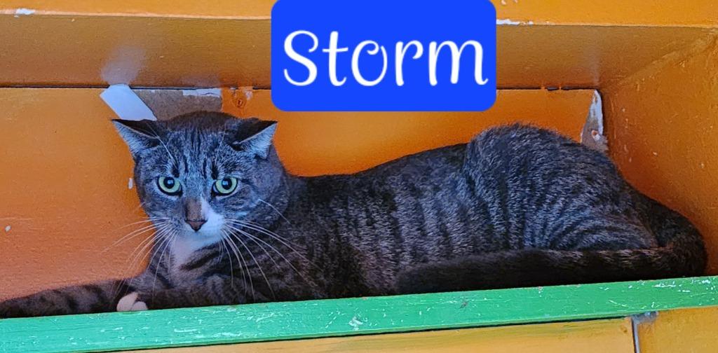 Enlarge Storm, a Adoptable mixed breed in Jim Thorpe, PA image 6/6