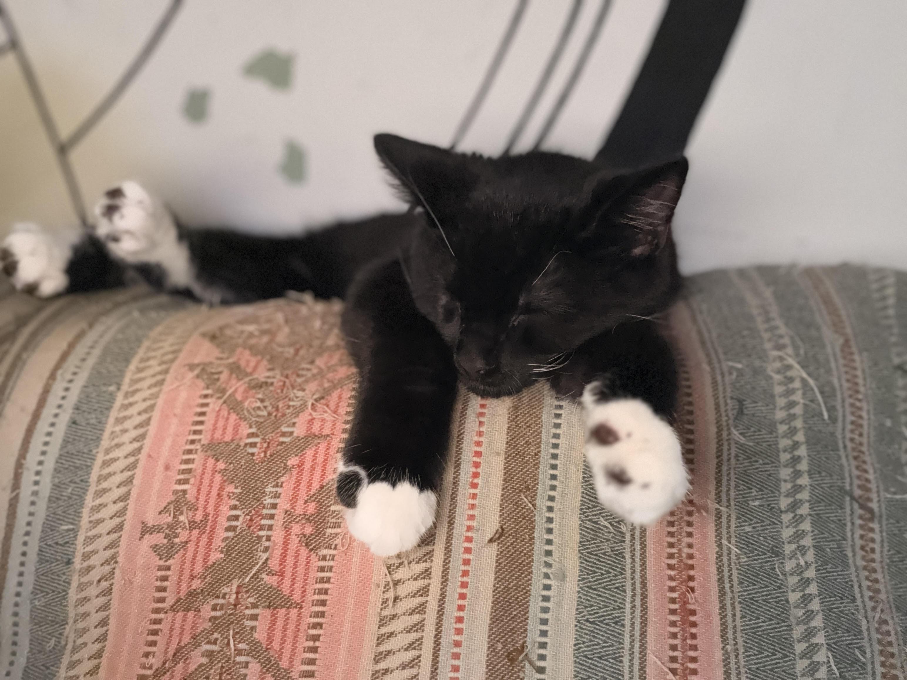 Enlarge Man o' War, an adopted Domestic Short Hair in Evanston, IL image 1/1