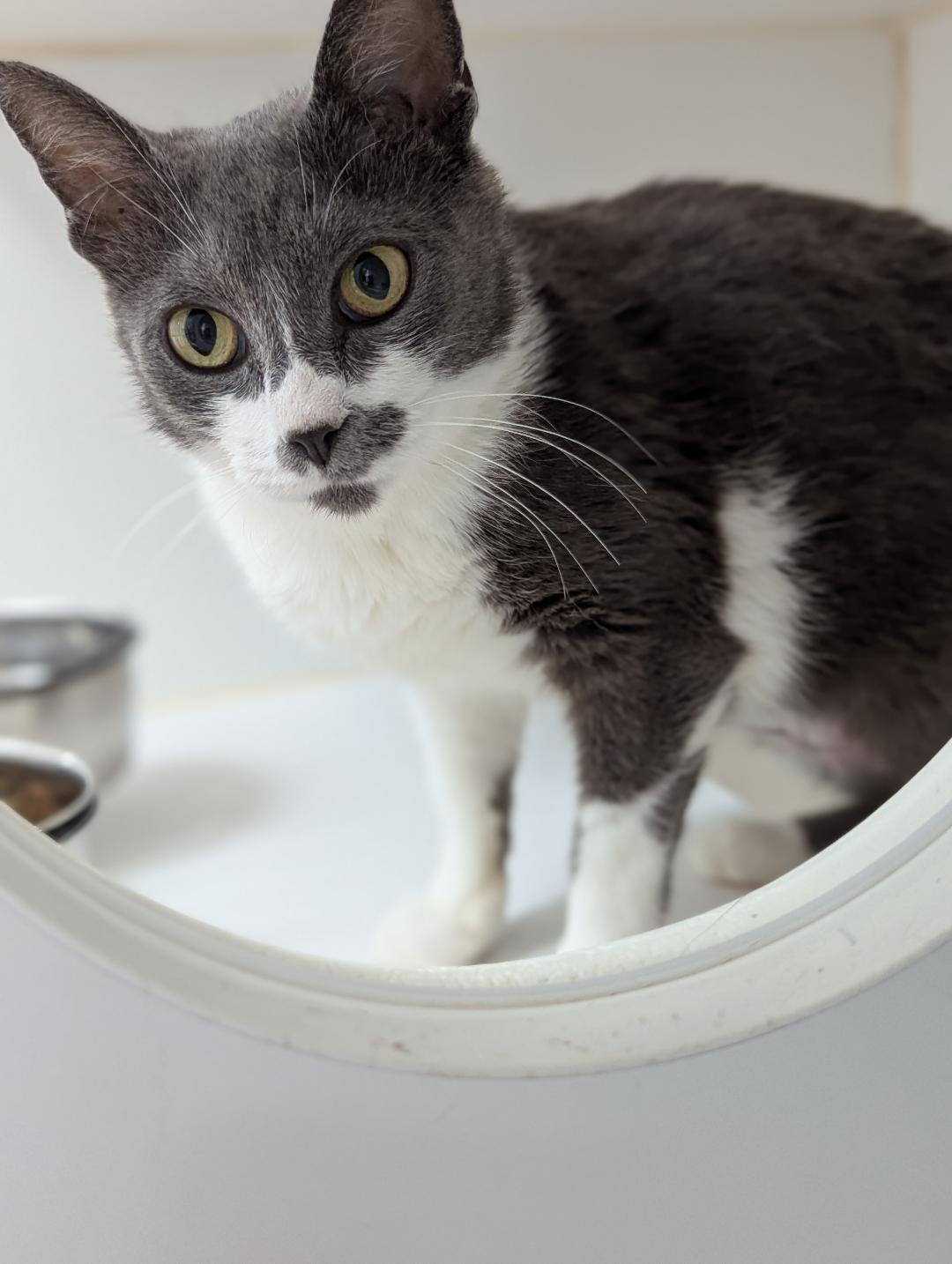 Reba, a Adoptable Domestic Short Hair in Mount Vernon, OH image 2/2