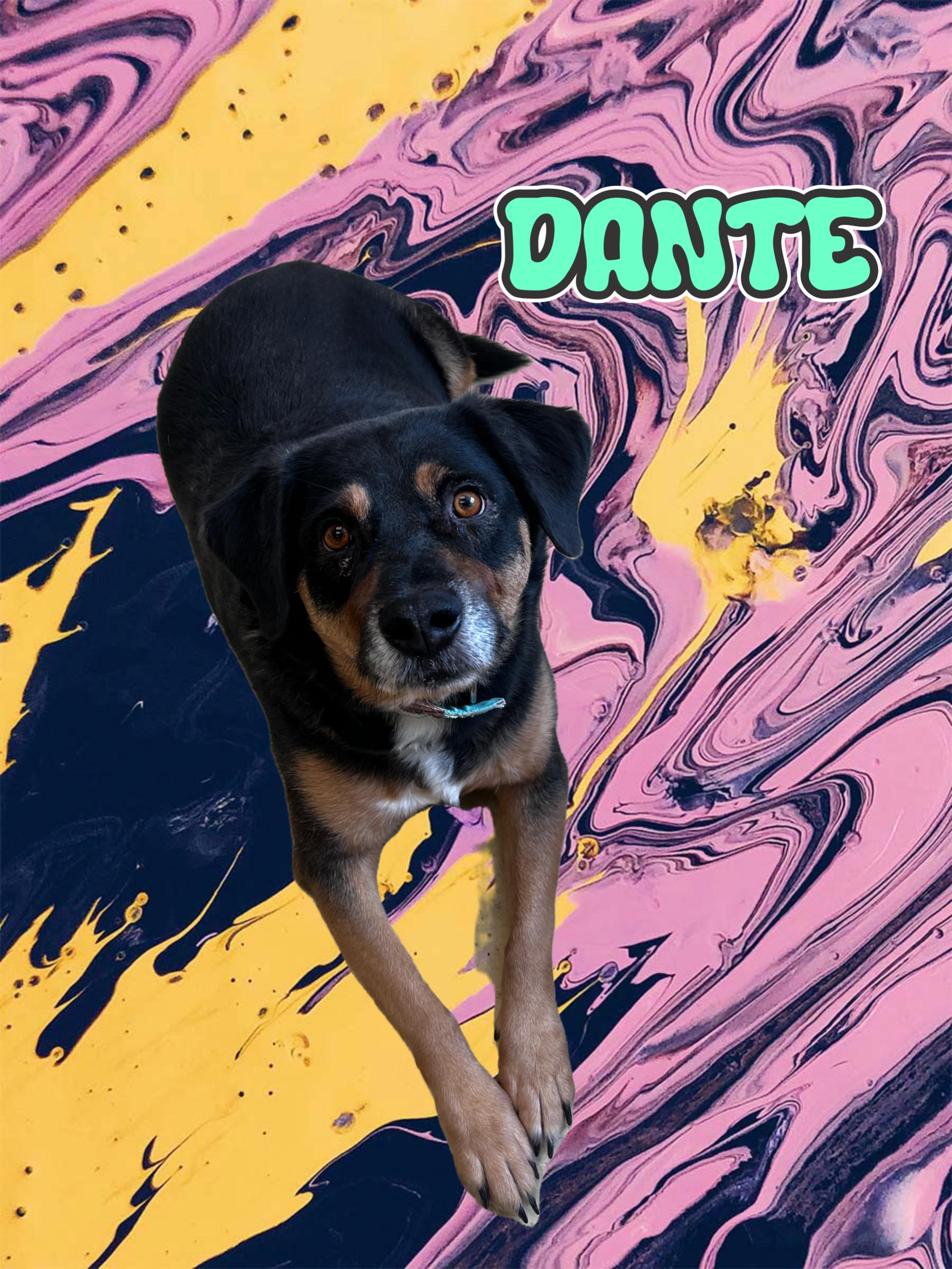 Enlarge Dante, a ADOPTABLE mixed breed in New Castle, IN image 1/1