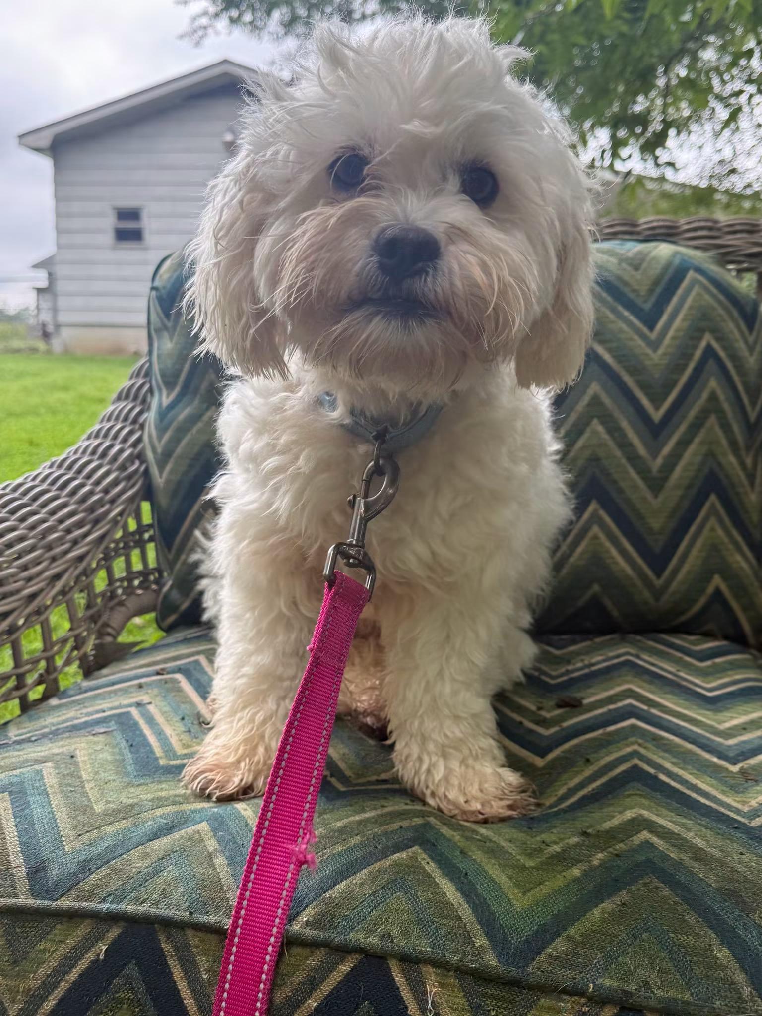 Rudy, Adopted, Young Male Miniature Poodle & Bichon Frise.
