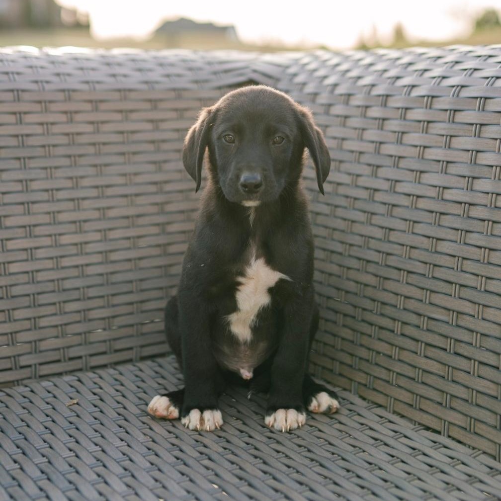 Jetty, adopted, Puppy Male Labrador Retriever.