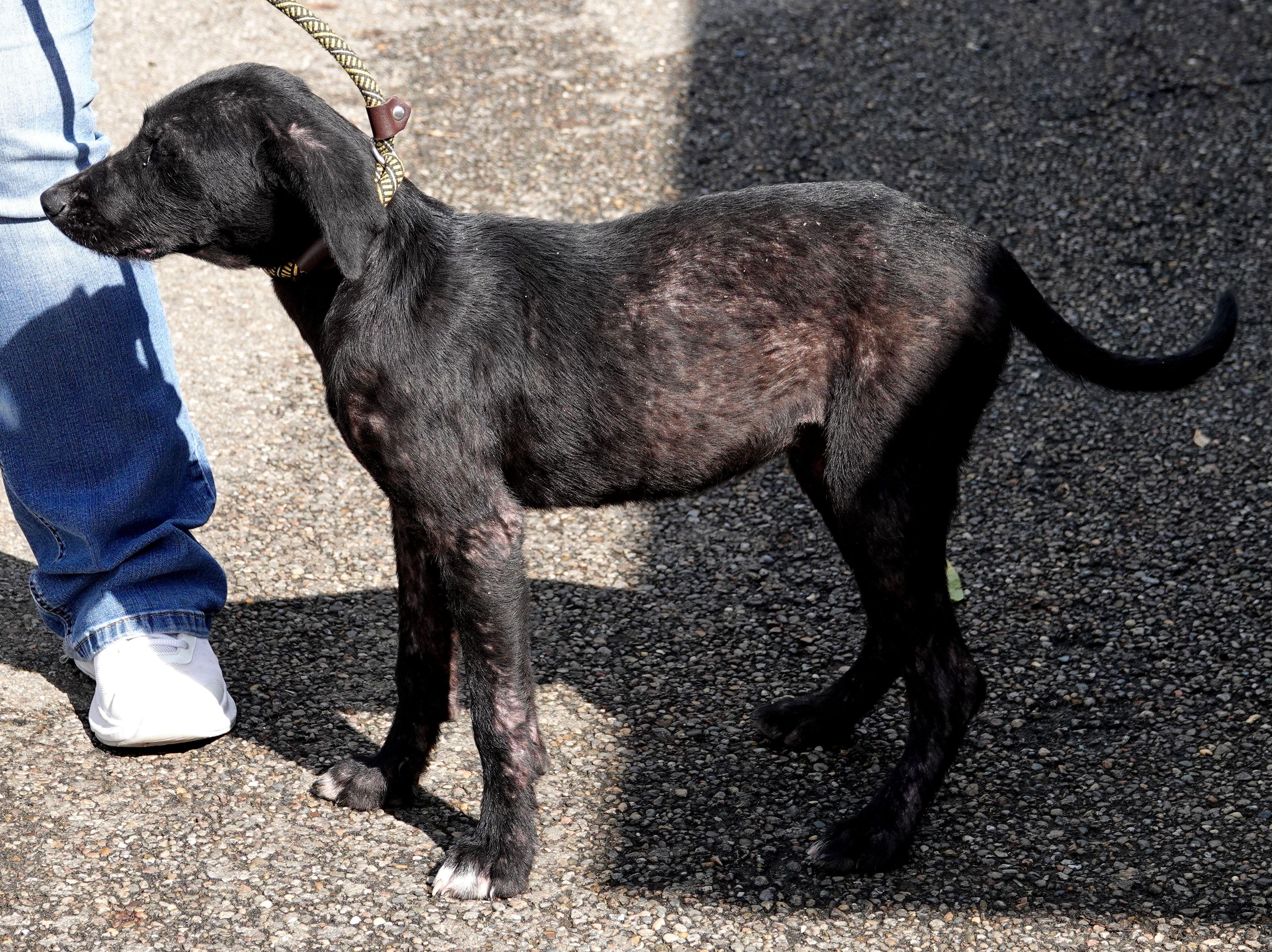 Enlarge Wednesday - ADOPTED, a Adopted mixed breed in Millfield, OH image 3/3