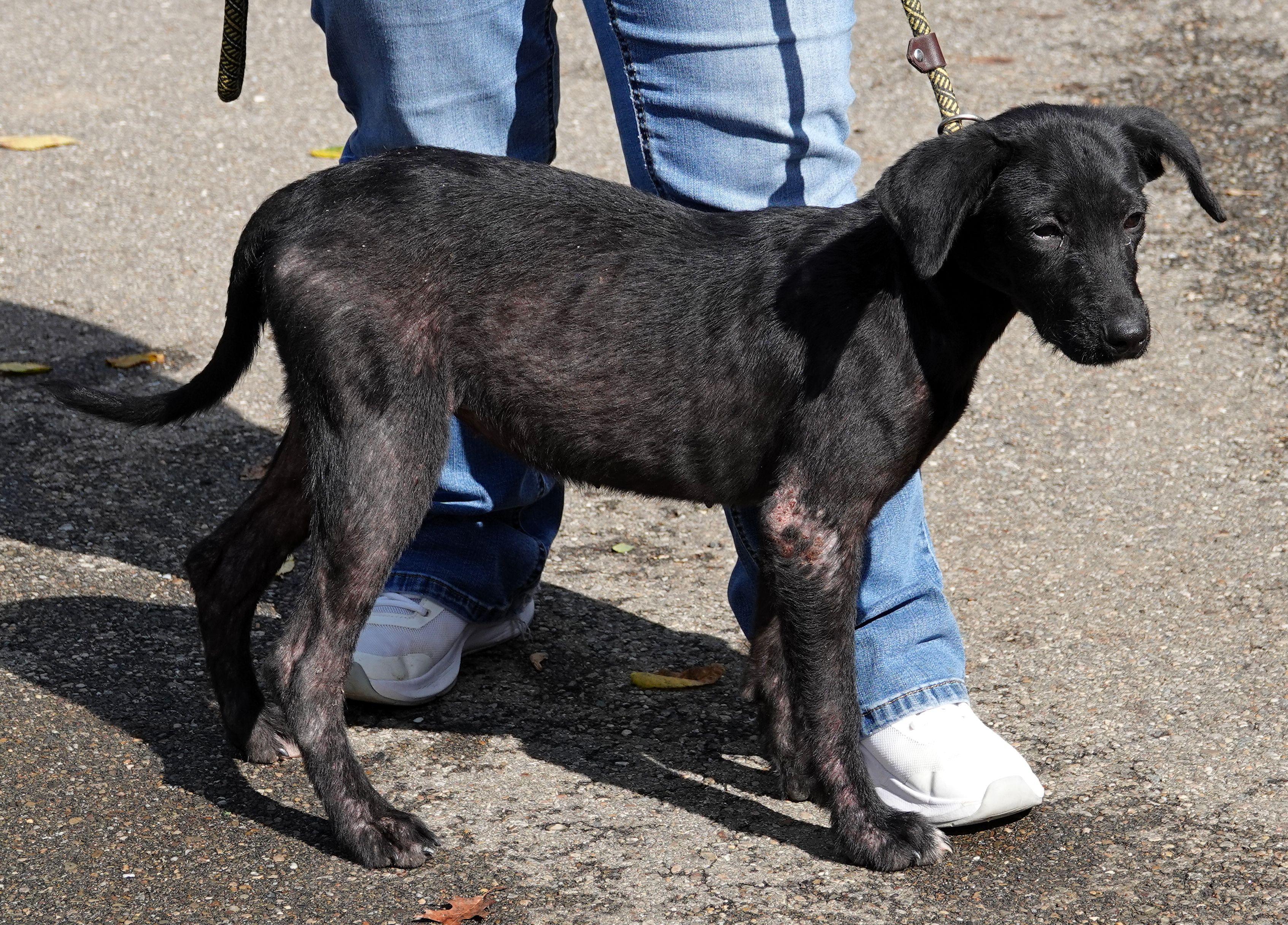 Enlarge Wednesday - ADOPTED, a Adopted mixed breed in Millfield, OH image 2/3