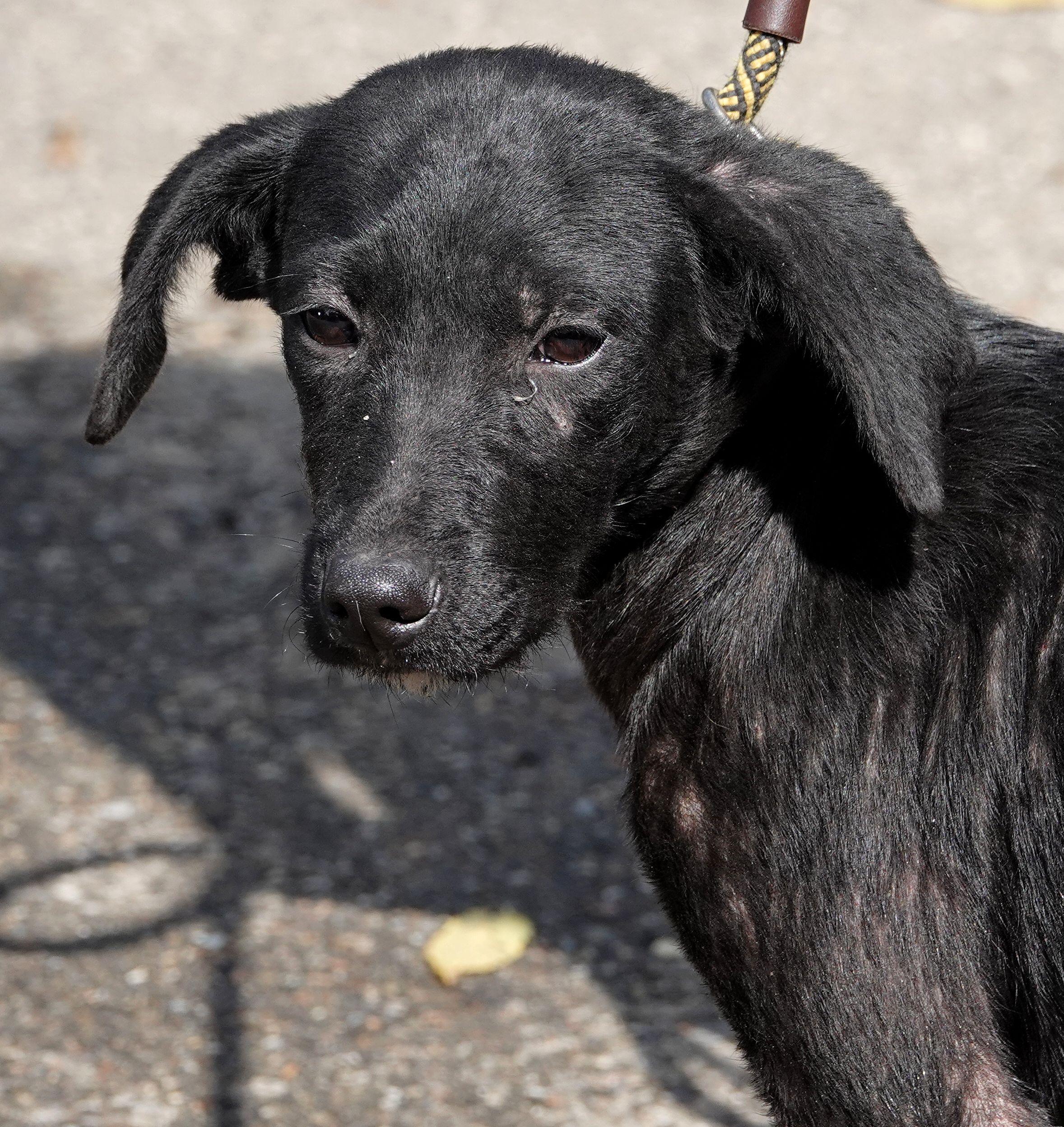 Wednesday - ADOPTED, Adopted, Puppy Female Labrador Retriever.